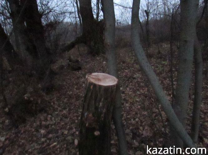 Новини Козятина - фото з Виявилося, що лісосмугу вирізає локомотивне депо (ОНОВЛЕНО) Виявилося, що лісосмугу вирізає локомотивне депо (ОНОВЛЕНО), фото №5 на сайті 20minut.ua