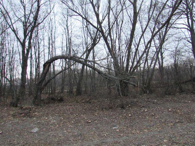 Новини Козятина - фото з Виявилося, що лісосмугу вирізає локомотивне депо (ОНОВЛЕНО) Виявилося, що лісосмугу вирізає локомотивне депо (ОНОВЛЕНО), фото №3 на сайті 20minut.ua