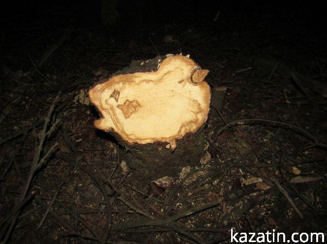 Новини Козятина - фото з Виявилося, що лісосмугу вирізає локомотивне депо (ОНОВЛЕНО) Виявилося, що лісосмугу вирізає локомотивне депо (ОНОВЛЕНО), фото №14 на сайті 20minut.ua