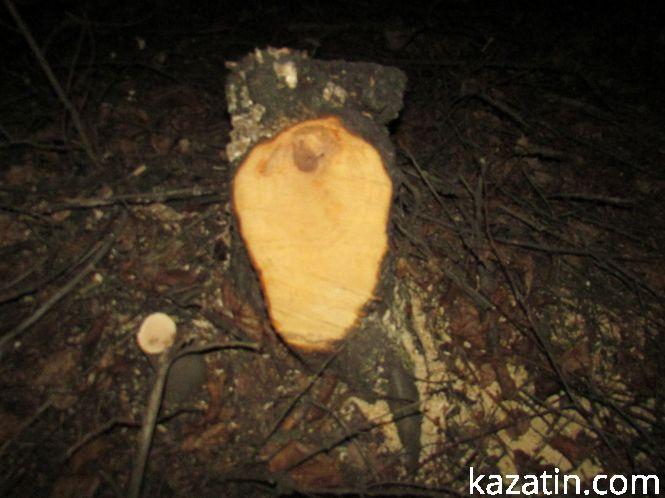 Новини Козятина - фото з Виявилося, що лісосмугу вирізає локомотивне депо (ОНОВЛЕНО) Виявилося, що лісосмугу вирізає локомотивне депо (ОНОВЛЕНО), фото №13 на сайті 20minut.ua