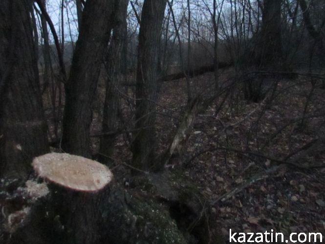 Новини Козятина - фото з Виявилося, що лісосмугу вирізає локомотивне депо (ОНОВЛЕНО) Виявилося, що лісосмугу вирізає локомотивне депо (ОНОВЛЕНО), фото №6 на сайті 20minut.ua