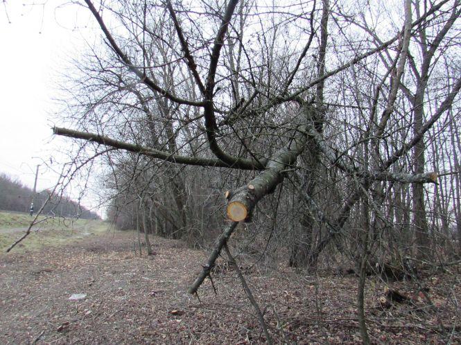 Новини Козятина - фото з Виявилося, що лісосмугу вирізає локомотивне депо (ОНОВЛЕНО) Виявилося, що лісосмугу вирізає локомотивне депо (ОНОВЛЕНО), фото №4 на сайті 20minut.ua