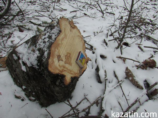 Новини Козятина - фото з Які ж дерева вирізають біля переїзду 1009 кілометрі? Які ж дерева вирізають біля переїзду 1009 кілометрі?, фото №3 на сайті 20minut.ua