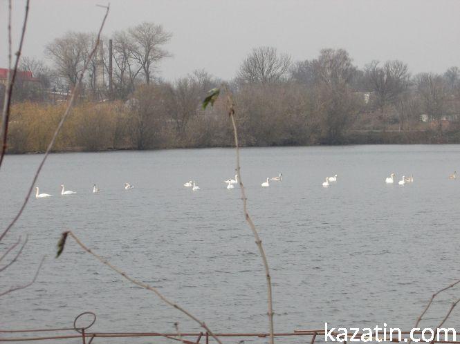 Самгородоцькі лебеді готові зимувати, фото №1 на сайті 20minut.ua