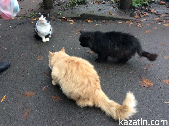 Новини Козятина - фото з Доброта рятує світ Доброта рятує світ, фото №3 на сайті 20minut.ua