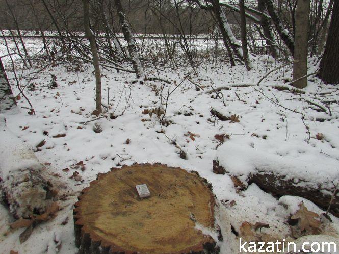 Новини Козятина - фото з Які ж дерева вирізають біля переїзду 1009 кілометрі? Які ж дерева вирізають біля переїзду 1009 кілометрі?, фото №10 на сайті 20minut.ua