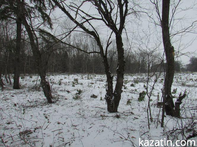 Новини Козятина - фото з Які ж дерева вирізають біля переїзду 1009 кілометрі? Які ж дерева вирізають біля переїзду 1009 кілометрі?, фото №1 на сайті 20minut.ua