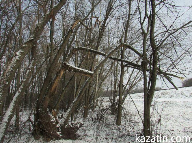 Новини Козятина - фото з Які ж дерева вирізають біля переїзду 1009 кілометрі? Які ж дерева вирізають біля переїзду 1009 кілометрі?, фото №18 на сайті 20minut.ua