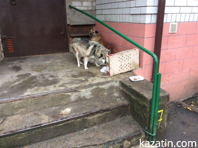 Новини Козятина - фото з Доброта рятує світ Доброта рятує світ, фото №8 на сайті 20minut.ua