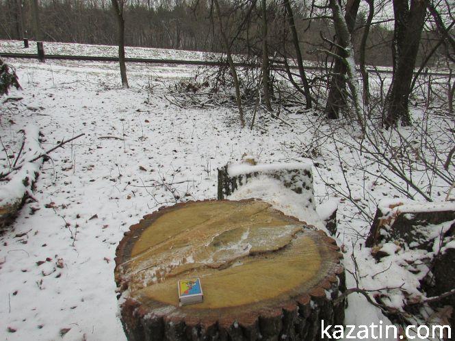 Новини Козятина - фото з Які ж дерева вирізають біля переїзду 1009 кілометрі? Які ж дерева вирізають біля переїзду 1009 кілометрі?, фото №6 на сайті 20minut.ua