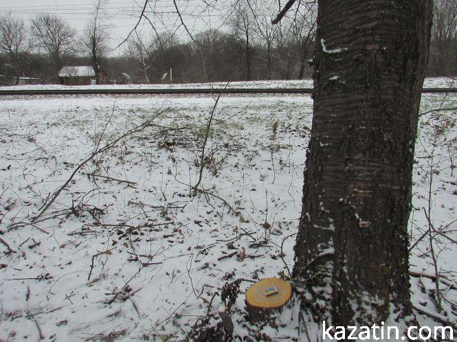 Новини Козятина - фото з Які ж дерева вирізають біля переїзду 1009 кілометрі? Які ж дерева вирізають біля переїзду 1009 кілометрі?, фото №5 на сайті 20minut.ua