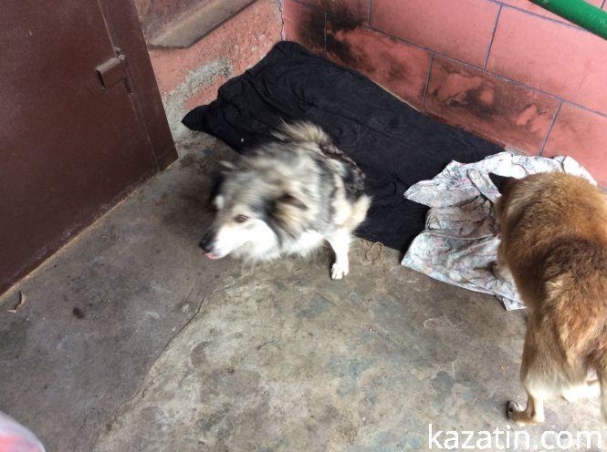 Новини Козятина - фото з Доброта рятує світ Доброта рятує світ, фото №7 на сайті 20minut.ua