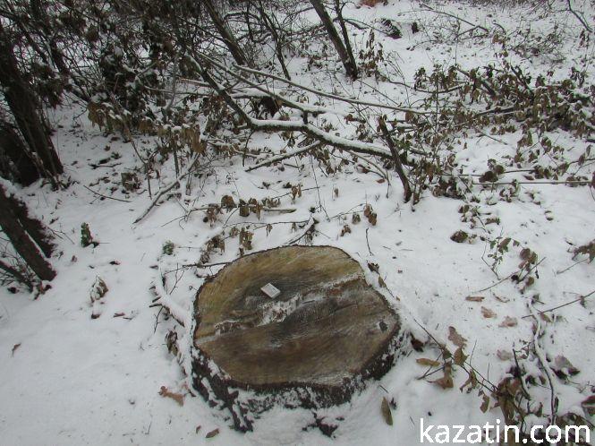 Новини Козятина - фото з Які ж дерева вирізають біля переїзду 1009 кілометрі? Які ж дерева вирізають біля переїзду 1009 кілометрі?, фото №14 на сайті 20minut.ua