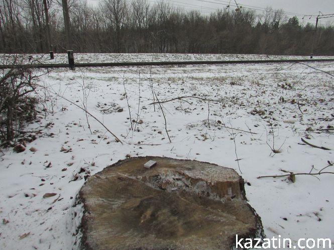 Новини Козятина - фото з Які ж дерева вирізають біля переїзду 1009 кілометрі? Які ж дерева вирізають біля переїзду 1009 кілометрі?, фото №9 на сайті 20minut.ua