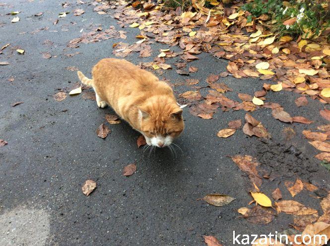 Новини Козятина - фото з Доброта рятує світ Доброта рятує світ, фото №2 на сайті 20minut.ua