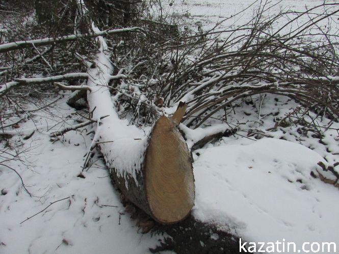 Новини Козятина - фото з Які ж дерева вирізають біля переїзду 1009 кілометрі? Які ж дерева вирізають біля переїзду 1009 кілометрі?, фото №12 на сайті 20minut.ua