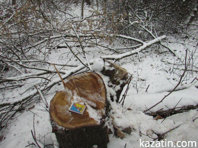 Новини Козятина - фото з Які ж дерева вирізають біля переїзду 1009 кілометрі? Які ж дерева вирізають біля переїзду 1009 кілометрі?, фото №8 на сайті 20minut.ua