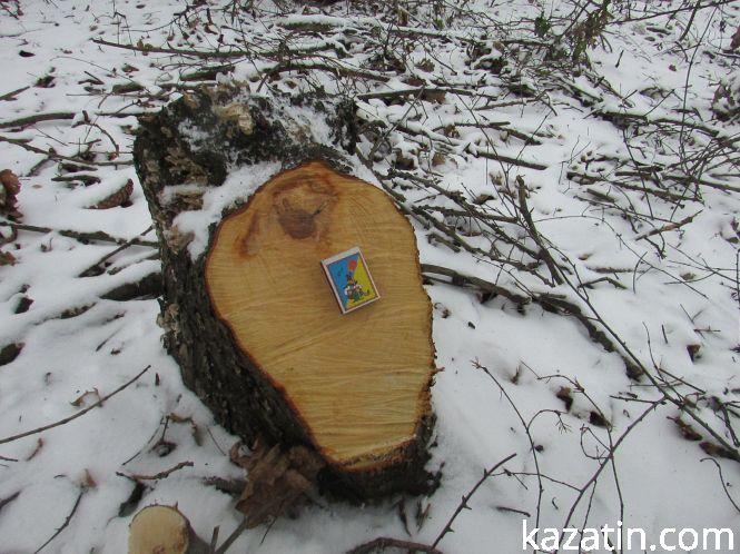 Новини Козятина - фото з Які ж дерева вирізають біля переїзду 1009 кілометрі? Які ж дерева вирізають біля переїзду 1009 кілометрі?, фото №2 на сайті 20minut.ua