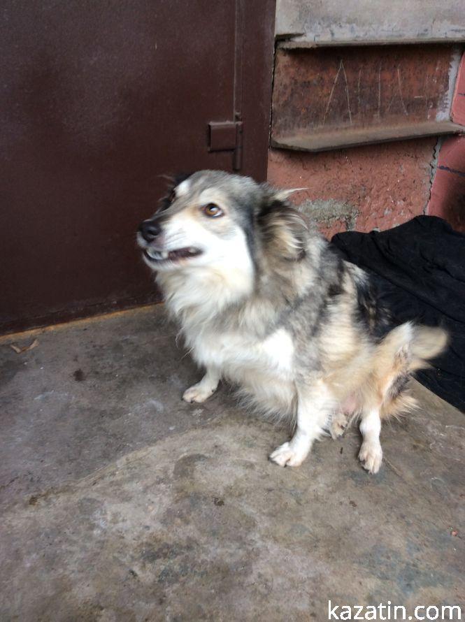 Новини Козятина - фото з Доброта рятує світ Доброта рятує світ, фото №6 на сайті 20minut.ua