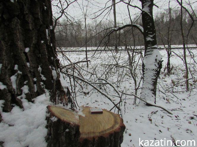 Новини Козятина - фото з Які ж дерева вирізають біля переїзду 1009 кілометрі? Які ж дерева вирізають біля переїзду 1009 кілометрі?, фото №11 на сайті 20minut.ua
