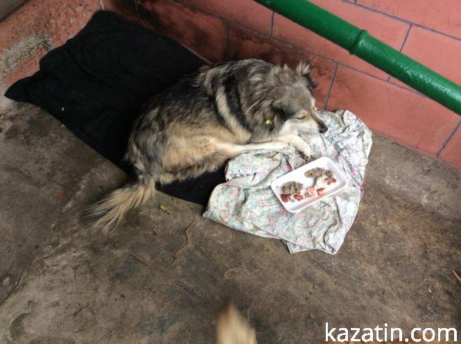 Новини Козятина - фото з Доброта рятує світ Доброта рятує світ, фото №5 на сайті 20minut.ua