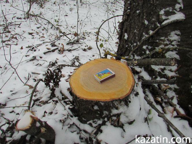 Новини Козятина - фото з Які ж дерева вирізають біля переїзду 1009 кілометрі? Які ж дерева вирізають біля переїзду 1009 кілометрі?, фото №4 на сайті 20minut.ua