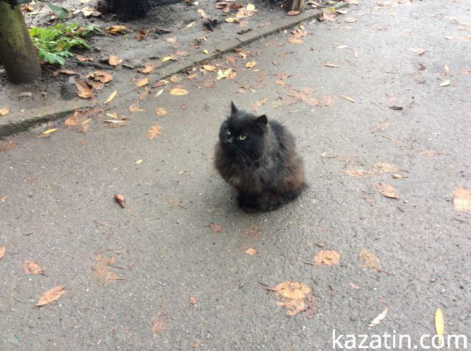 Новини Козятина - фото з Доброта рятує світ Доброта рятує світ, фото №1 на сайті 20minut.ua