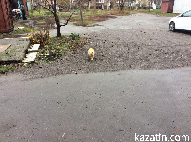 Новини Козятина - фото з Доброта рятує світ Доброта рятує світ, фото №12 на сайті 20minut.ua