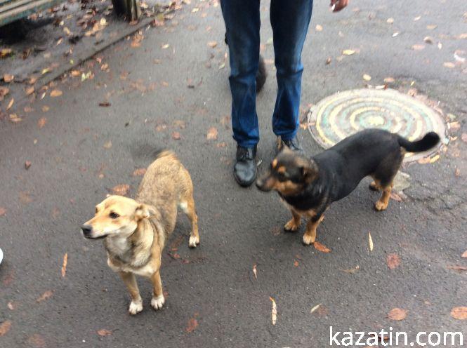 Новини Козятина - фото з Доброта рятує світ Доброта рятує світ, фото №11 на сайті 20minut.ua