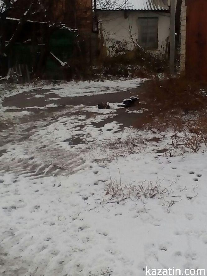 Козятин 21 листопада (+ нові фото), фото №1 на сайті 20minut.ua