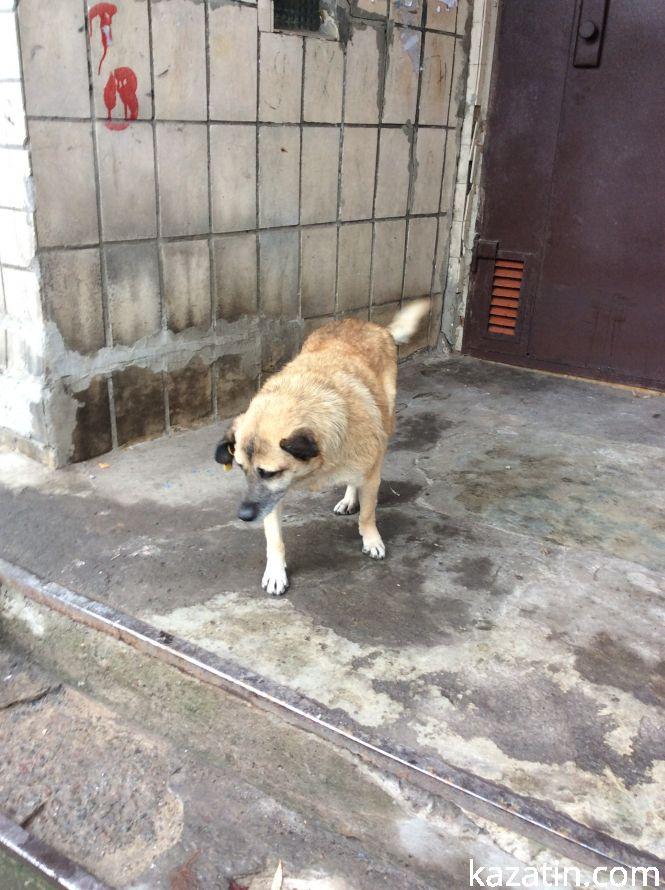 Новини Козятина - фото з Доброта рятує світ Доброта рятує світ, фото №9 на сайті 20minut.ua