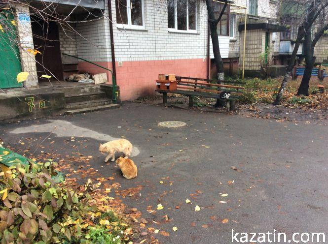 Новини Козятина - фото з Доброта рятує світ Доброта рятує світ, фото №10 на сайті 20minut.ua