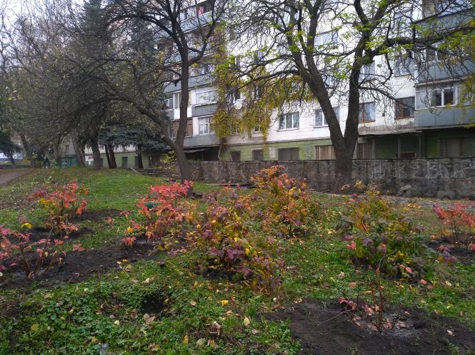 Новини Житомира - фото з У Житомирі восени висадили 1058 дерев та кущів У Житомирі восени висадили 1058 дерев та кущів, фото №1 на сайті 20minut.ua