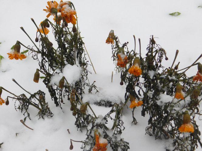 Хмельницький засипало снігом: як виглядає по-зимовому осіннє місто (ФОТО), фото №17 на сайті vsim.ua