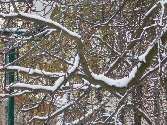 Хмельницький засипало снігом: як виглядає по-зимовому осіннє місто (ФОТО), фото №7 на сайті vsim.ua