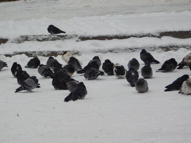 Хмельницький засипало снігом: як виглядає по-зимовому осіннє місто (ФОТО), фото №8 на сайті vsim.ua