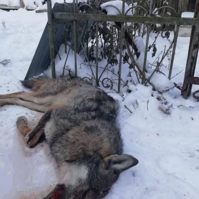 Новини Тернополя - фото з “Вчепився в руку і повалив на землю”: вовки напали на людей у двох селах Бучацького району “Вчепився в руку і повалив на землю”: вовки напали на людей у двох селах Бучацького району, фото №1 на сайті 20minut.ua
