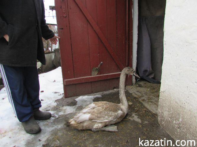 Козятинський лебідь завтра їде в зоопарк!, фото №3 на сайті 20minut.ua