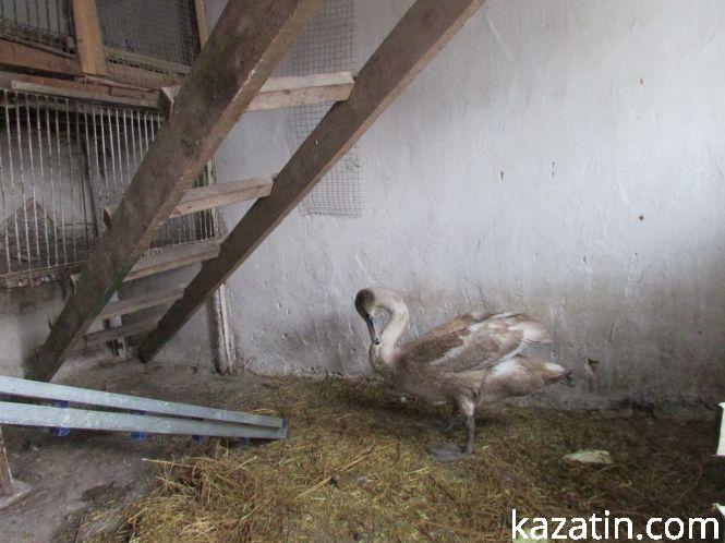 Козятинський лебідь завтра їде в зоопарк!, фото №1 на сайті 20minut.ua