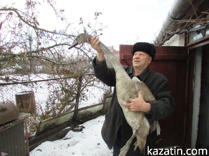 Козятинський лебідь завтра їде в зоопарк!, фото №2 на сайті 20minut.ua