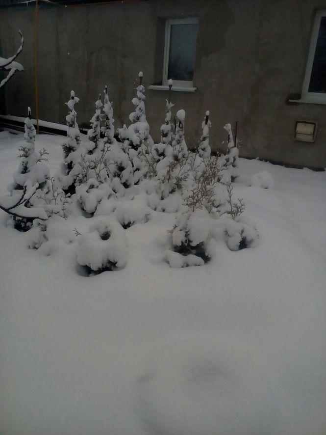 Козятинська зимова казка, фото №4 на сайті 20minut.ua