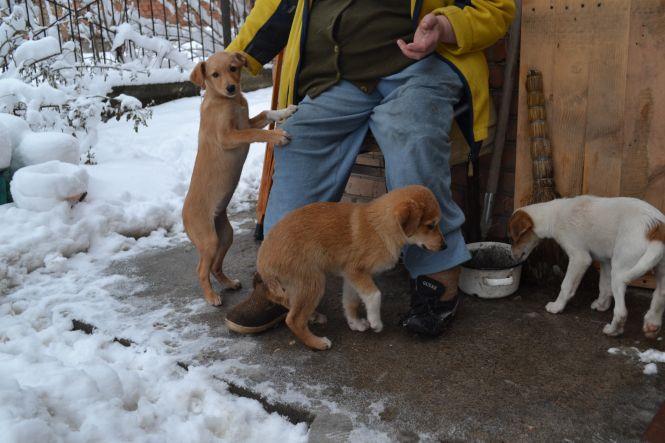 Люди з інвалідністю рятують цуценят і шукають для них нових господарів, фото №1 на сайті 20minut.ua