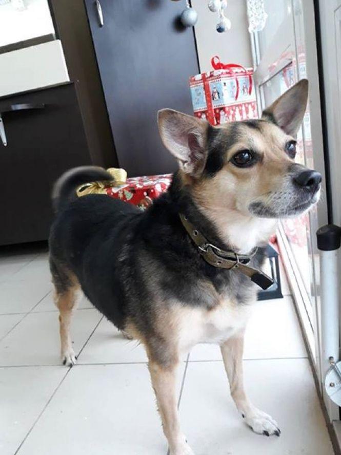 Новини Тернополя - фото з Господиню паралізувало, а господар втратив зір. Джессі шукає нову сім'ю Господиню паралізувало, а господар втратив зір. Джессі шукає нову сім'ю, фото №1 на сайті 20minut.ua