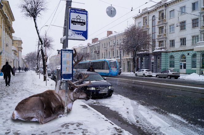Новини Вінниці - фото з Обережно, «олені» на дорогах! Фоторепортаж із центру Вінниці Обережно, «олені» на дорогах! Фоторепортаж із центру Вінниці, фото №3 на сайті 20minut.ua