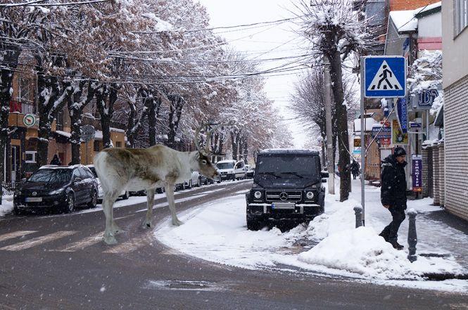Новини Вінниці - фото з Обережно, «олені» на дорогах! Фоторепортаж із центру Вінниці Обережно, «олені» на дорогах! Фоторепортаж із центру Вінниці, фото №7 на сайті 20minut.ua