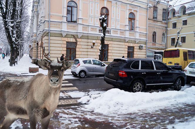 Новини Вінниці - фото з Обережно, «олені» на дорогах! Фоторепортаж із центру Вінниці Обережно, «олені» на дорогах! Фоторепортаж із центру Вінниці, фото №9 на сайті 20minut.ua