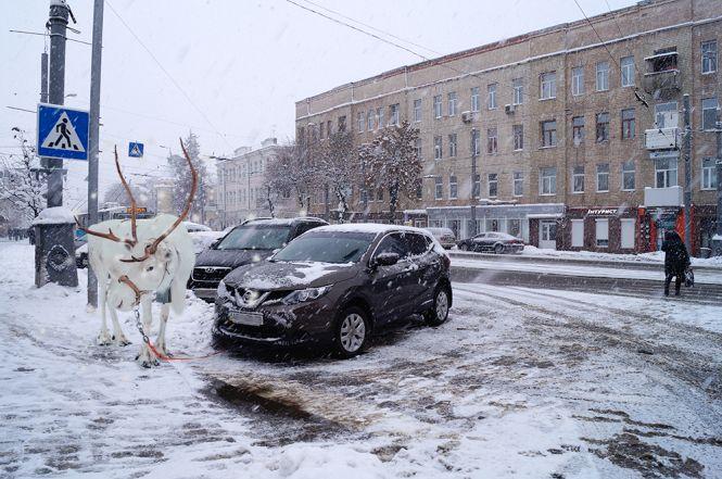 Новини Вінниці - фото з Обережно, «олені» на дорогах! Фоторепортаж із центру Вінниці Обережно, «олені» на дорогах! Фоторепортаж із центру Вінниці, фото №2 на сайті 20minut.ua