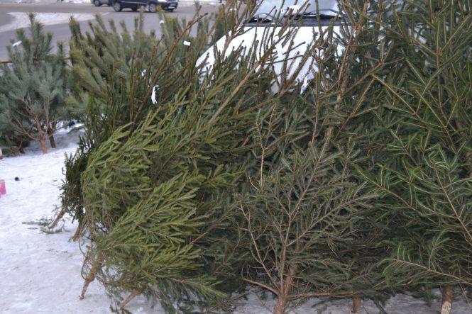 Скільки коштують “живі” ялинки у Хмельницькому, фото №6 на сайті vsim.ua
