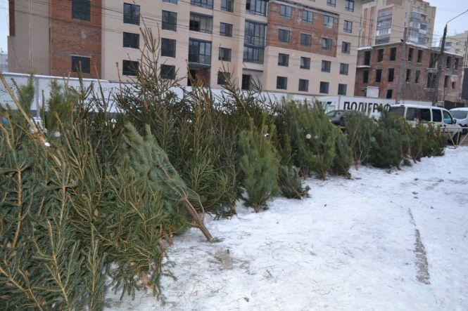 Скільки коштують “живі” ялинки у Хмельницькому, фото №5 на сайті vsim.ua