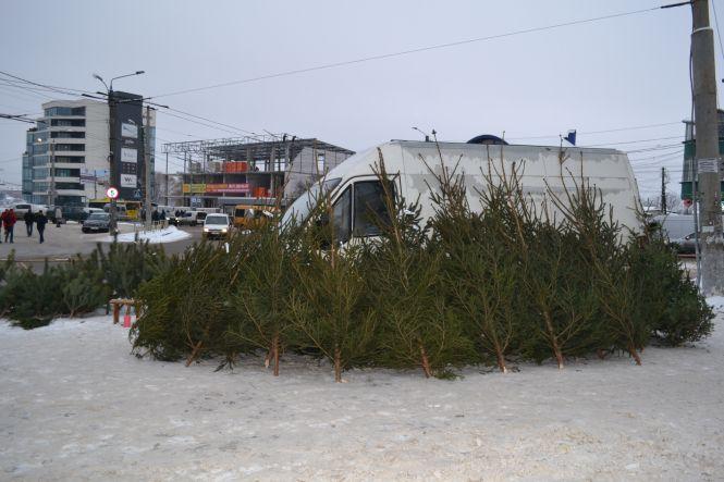 Скільки коштують “живі” ялинки у Хмельницькому, фото №7 на сайті vsim.ua